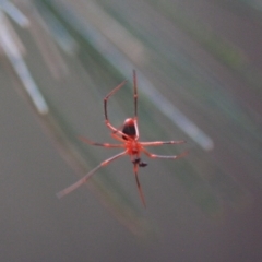 Nicodamus peregrinus at Moruya, NSW - 18 Aug 2019 03:04 PM
