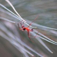 Nicodamus peregrinus at Moruya, NSW - 18 Aug 2019 03:04 PM