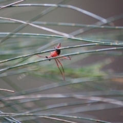 Nicodamus peregrinus at Moruya, NSW - 18 Aug 2019 03:04 PM