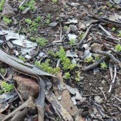 Crassula sp. (Crassula) at Hackett, ACT - 17 Aug 2019 by WalterEgo