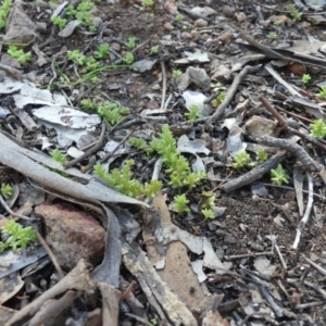 Crassula sp. at Hackett, ACT - 17 Aug 2019 10:53 AM