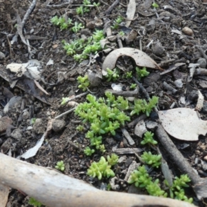 Crassula sp. at Hackett, ACT - 17 Aug 2019 10:53 AM