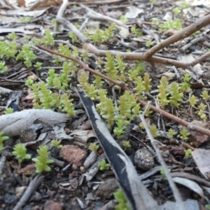 Crassula sp. at Hackett, ACT - 17 Aug 2019 10:53 AM