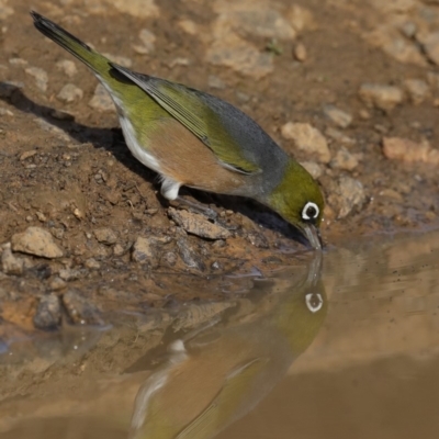 Zosterops lateralis (Silvereye) at Fyshwick, ACT - 16 Aug 2019 by jb2602