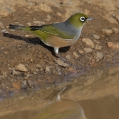 Zosterops lateralis at Fyshwick, ACT - 16 Aug 2019 03:37 PM