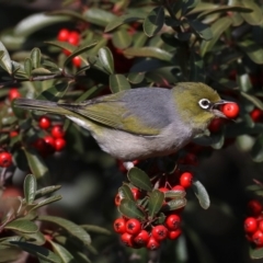 Zosterops lateralis at Fyshwick, ACT - 16 Aug 2019 03:37 PM