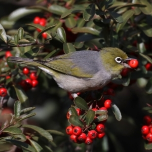 Zosterops lateralis at Fyshwick, ACT - 16 Aug 2019