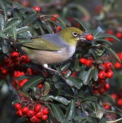 Zosterops lateralis at Fyshwick, ACT - 16 Aug 2019