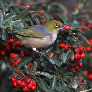 Zosterops lateralis at Fyshwick, ACT - 16 Aug 2019