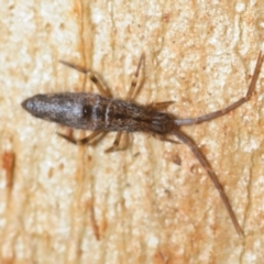 Entomobryomorpha (order) (Entomobryomorph springtail) at Bemboka, NSW - 15 Aug 2019 by Harrisi