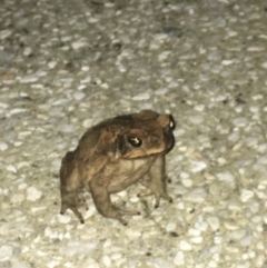 Unidentified Frog (TBC) at Noosa Heads, QLD - 18 Aug 2019 by FelicityM