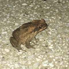 Rhinella marina at Noosa Heads, QLD - 18 Aug 2019