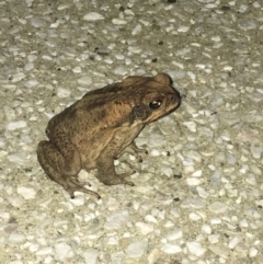 Rhinella marina at Noosa Heads, QLD - 18 Aug 2019 06:12 PM