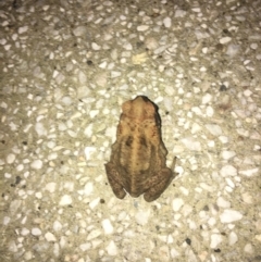 Rhinella marina at Noosa Heads, QLD - 18 Aug 2019 06:12 PM