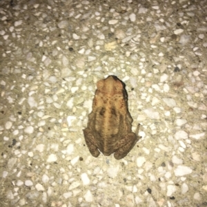 Rhinella marina at Noosa Heads, QLD - 18 Aug 2019