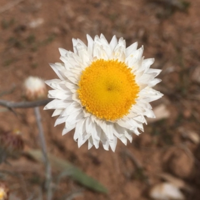 Leucochrysum albicans subsp. tricolor (Hoary Sunray) at Griffith, ACT - 30 Aug 2019 by AlexKirk