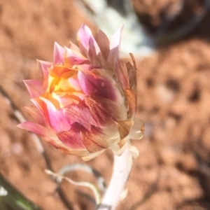 Leucochrysum albicans subsp. tricolor at Griffith, ACT - 30 Aug 2019 12:01 PM