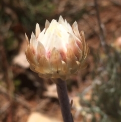 Leucochrysum albicans subsp. tricolor at Griffith, ACT - 30 Aug 2019 12:01 PM