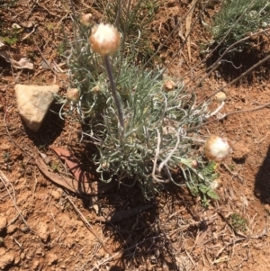 Leucochrysum albicans subsp. tricolor at Griffith, ACT - 30 Aug 2019