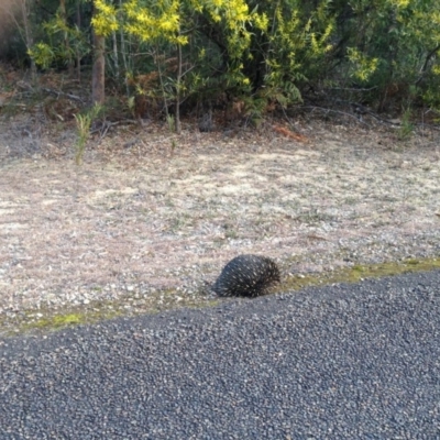 Tachyglossus aculeatus (Short-beaked Echidna) at Wingecarribee Local Government Area - 11 Aug 2019 by BarryA