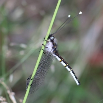 Suhpalacsa sp. (genus) (Owlfly) at Long Beach, NSW - 1 Jan 2017 by Filip