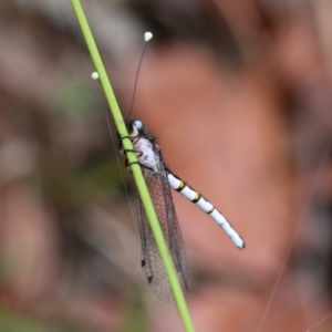 Suhpalacsa sp. (genus) at Long Beach, NSW - 1 Jan 2017 02:11 PM