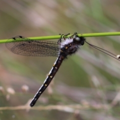 Suhpalacsa sp. (genus) at Long Beach, NSW - 1 Jan 2017 02:11 PM