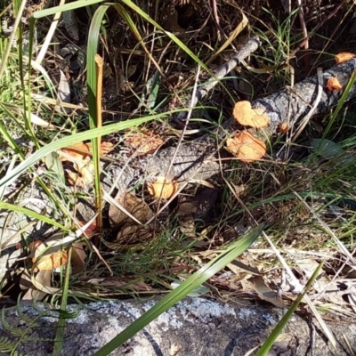 Trametes coccinea (Scarlet Bracket) at Bawley Point, NSW - 19 Aug 2019 by GLemann