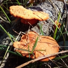 Trametes coccinea at Bawley Point Bushcare - 19 Aug 2019 10:34 AM