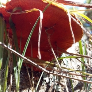 Trametes coccinea at Bawley Point Bushcare - 19 Aug 2019 10:34 AM