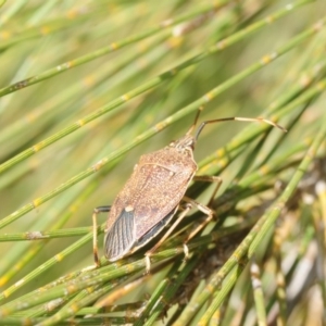 Poecilometis strigatus at Bega, NSW - 17 Aug 2019