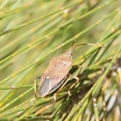 Poecilometis strigatus (Gum Tree Shield Bug) at Bega, NSW - 17 Aug 2019 by Harrisi