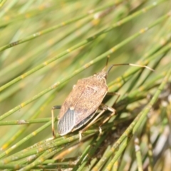 Poecilometis strigatus at Bega, NSW - 17 Aug 2019