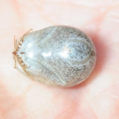 Haemaphysalis longicornis at Bega, NSW - 17 Aug 2019