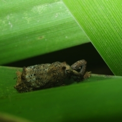 Orthorhinus cylindrirostris (Elephant Weevil) at Bega, NSW - 17 Aug 2019 by Harrisi