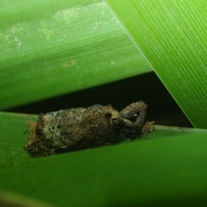 Orthorhinus cylindrirostris at Bega, NSW - 17 Aug 2019 10:00 AM