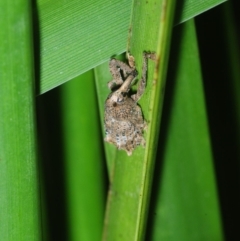 Orthorhinus cylindrirostris at Bega, NSW - 17 Aug 2019