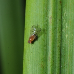 Lauxaniidae (family) at Bega, NSW - 17 Aug 2019 10:00 AM