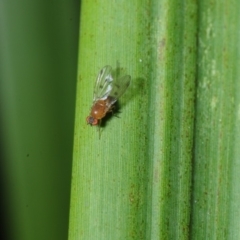 Lauxaniidae (family) at Bega, NSW - 17 Aug 2019 10:00 AM