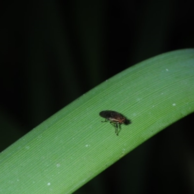 Diptera (order) (Fly - Unidentified) at Bega, NSW - 17 Aug 2019 by Harrisi