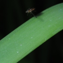 Diptera (order) at Bega, NSW - 17 Aug 2019