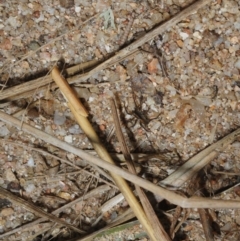 Zodariidae (family) (Ant spider or Spotted ground spider) at Bega, NSW - 17 Aug 2019 by Harrisi