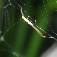 Tetragnatha sp. (genus) (Long-jawed spider) at Bega, NSW - 17 Aug 2019 by Harrisi