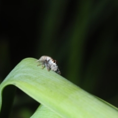 Opisthoncus sp. (genus) (Unidentified Opisthoncus jumping spider) at Bega, NSW - 17 Aug 2019 by Harrisi