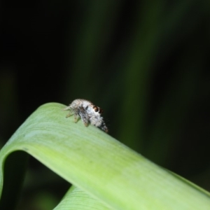 Opisthoncus sp. (genus) at Bega, NSW - 17 Aug 2019