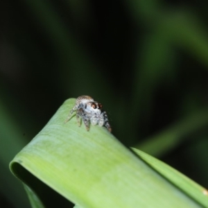 Opisthoncus sp. (genus) at Bega, NSW - 17 Aug 2019