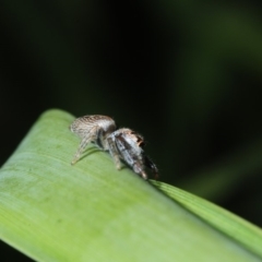 Opisthoncus sp. (genus) at Bega, NSW - 17 Aug 2019