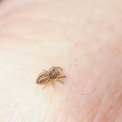 Opisthoncus sp. (genus) at Bega, NSW - 17 Aug 2019