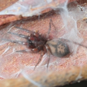 Clubionidae (family) at Bega, NSW - 17 Aug 2019