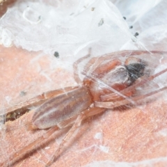 Dysdera sp. (genus) (Slater-eating spider) at Bega, NSW - 17 Aug 2019 by Harrisi